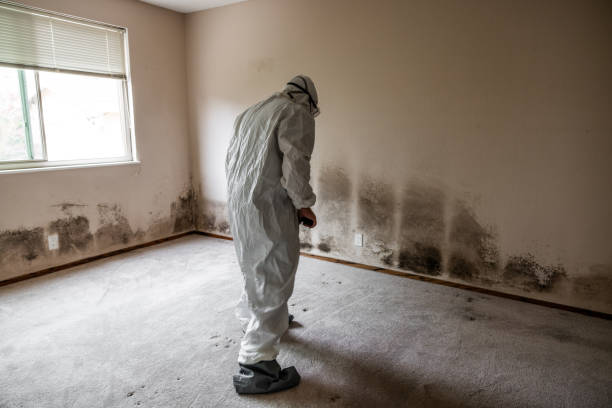 Trusted West Reading, PA Mold Removal Experts